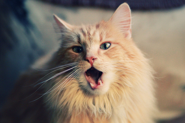 北伦敦终现新国王，格纳布里以一己之力为阿森纳注入铁血灵魂