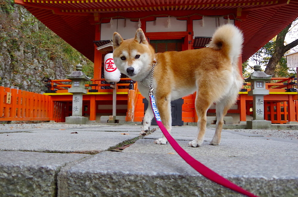 秋日的交响，北欧风暴撕裂东瀛樱花，辛杜烈火点燃不眠赛场