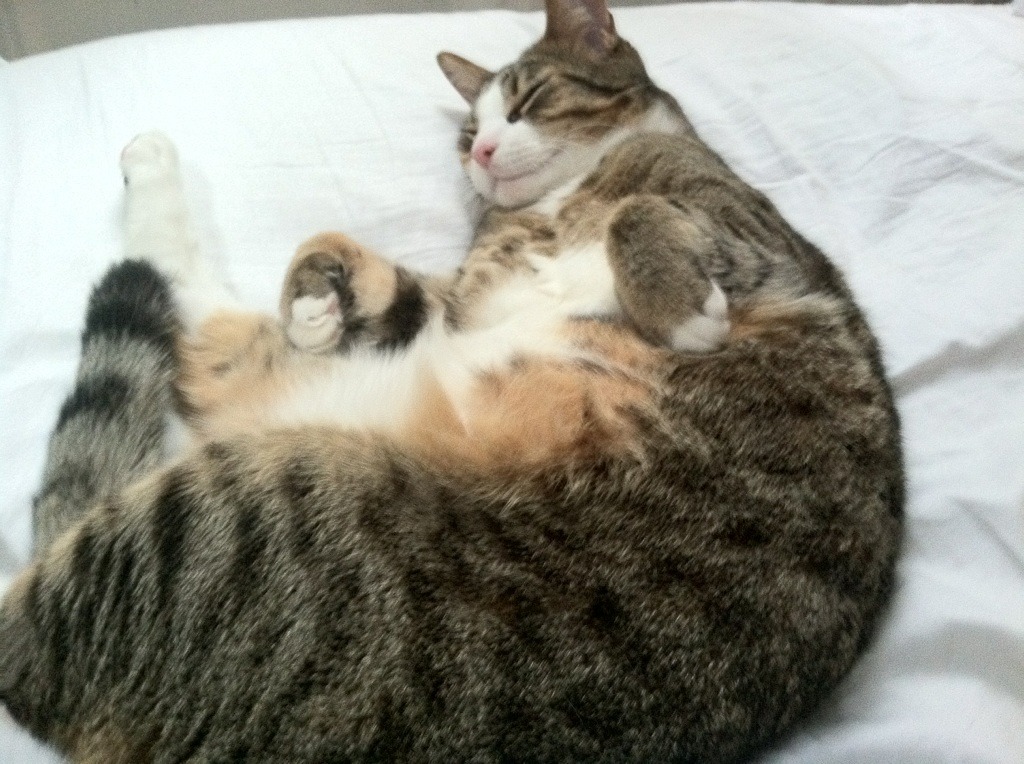 逆转剧本,德国队翻盘的钢铁意志与郑思维点燃的亚洲之光