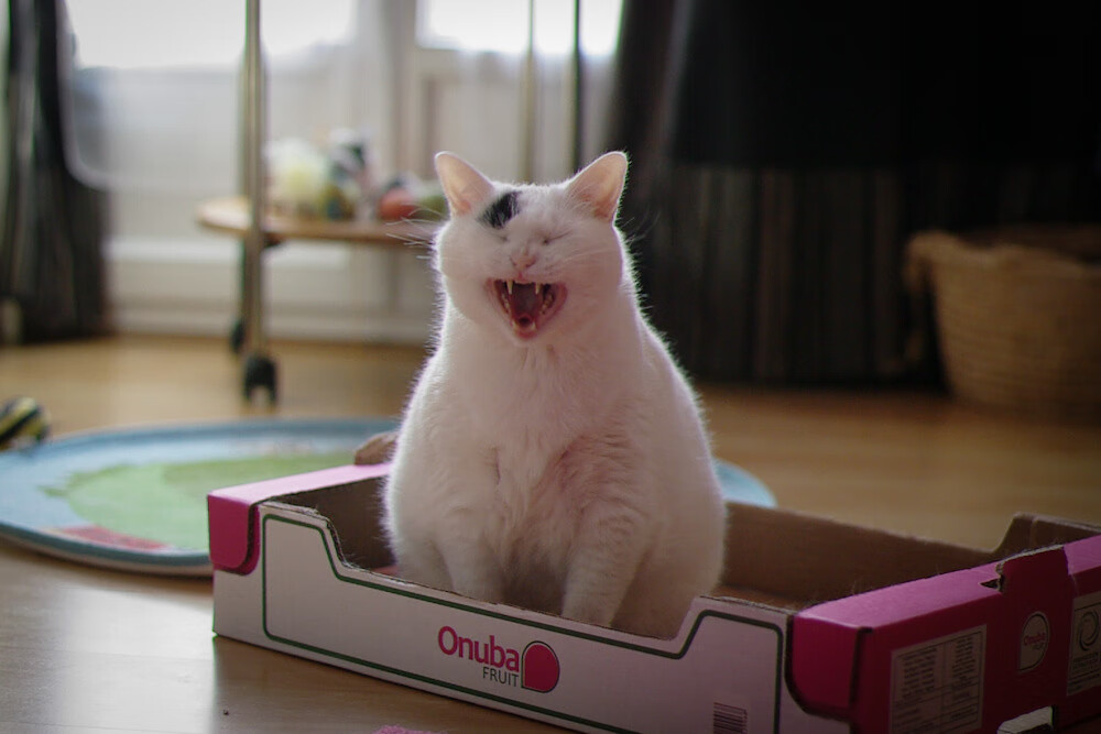 双线狂飙,马来西亚奇袭破阵,安赛龙独舞定义时代