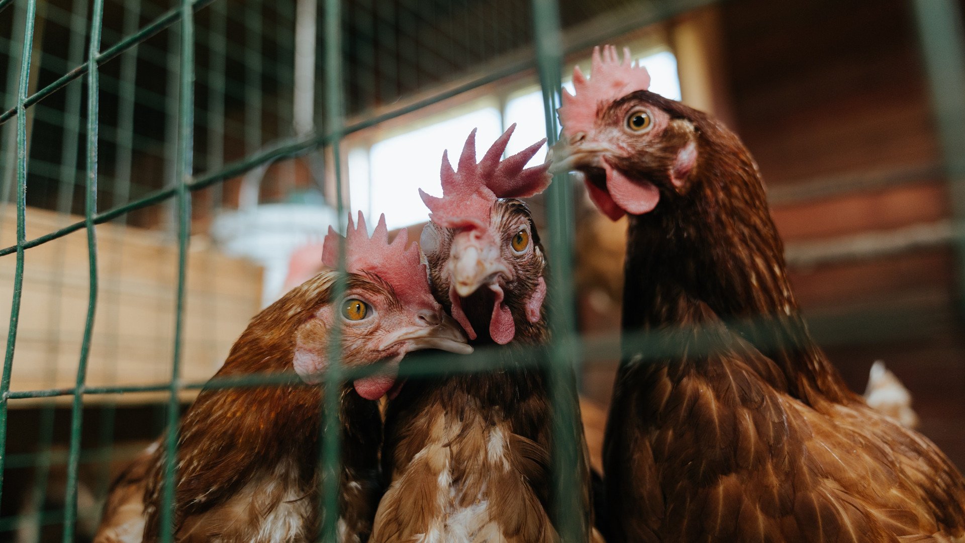 巴拉圭鏢战挪威,法比尼奥的中场教科书,一场定义现代后腰的战役