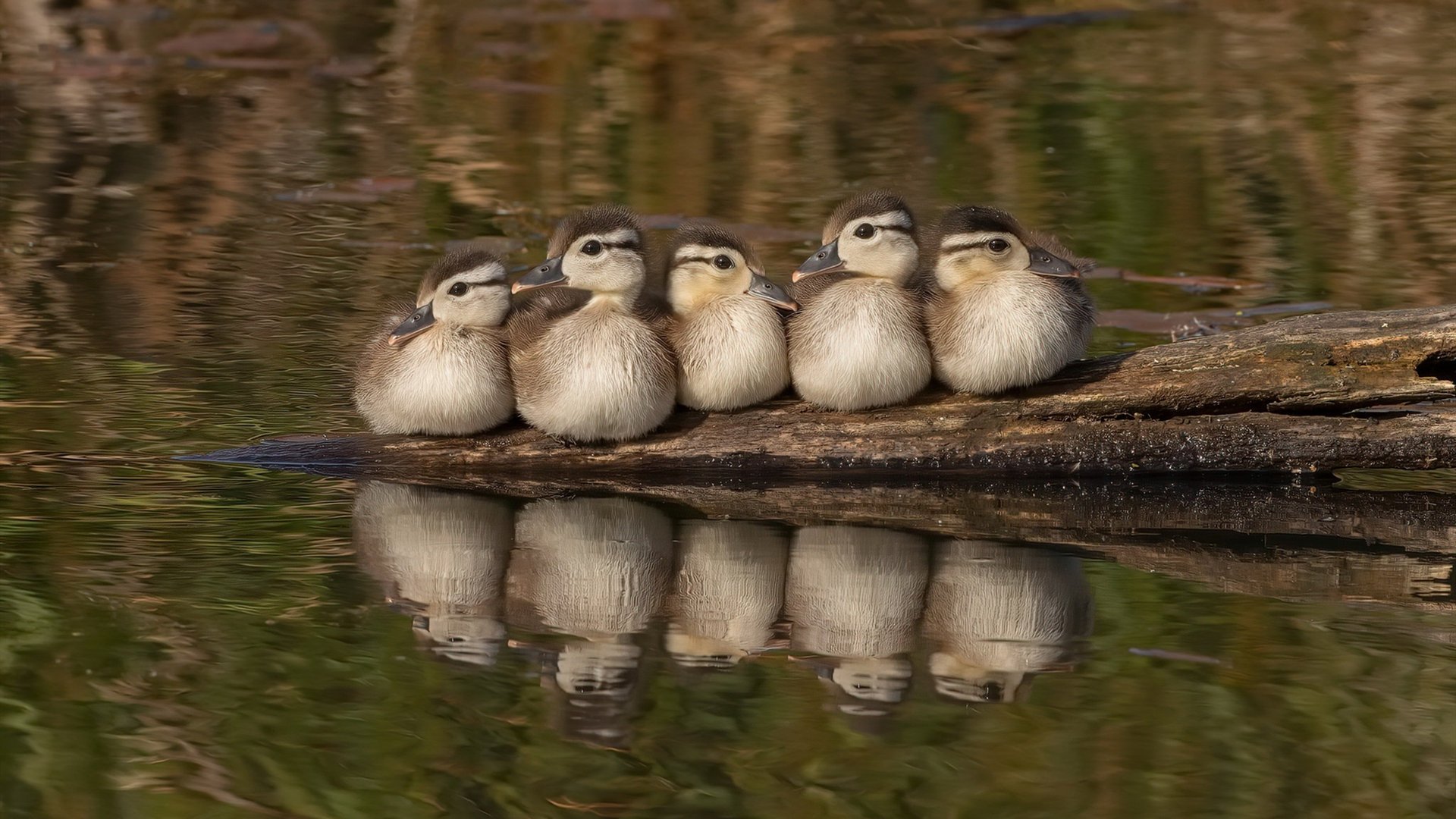 凯尔特海啸席卷北美!麦克托米奈双响炮轰塌伊比利亚防线,苏格兰史诗一战震动2026世界杯