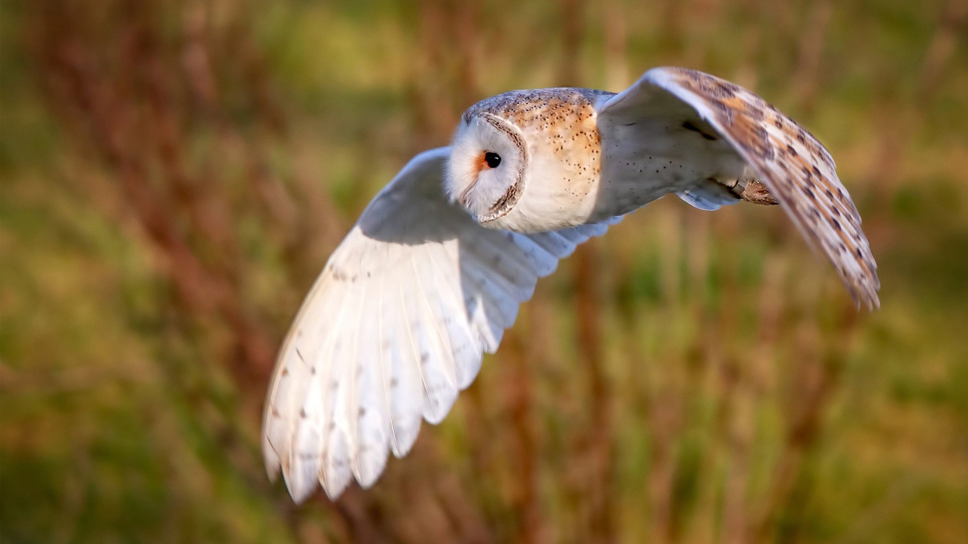 平行宇宙交汇夜,当爱德华兹跨越太平洋引爆深圳,亚特兰大的星光照亮大运中心