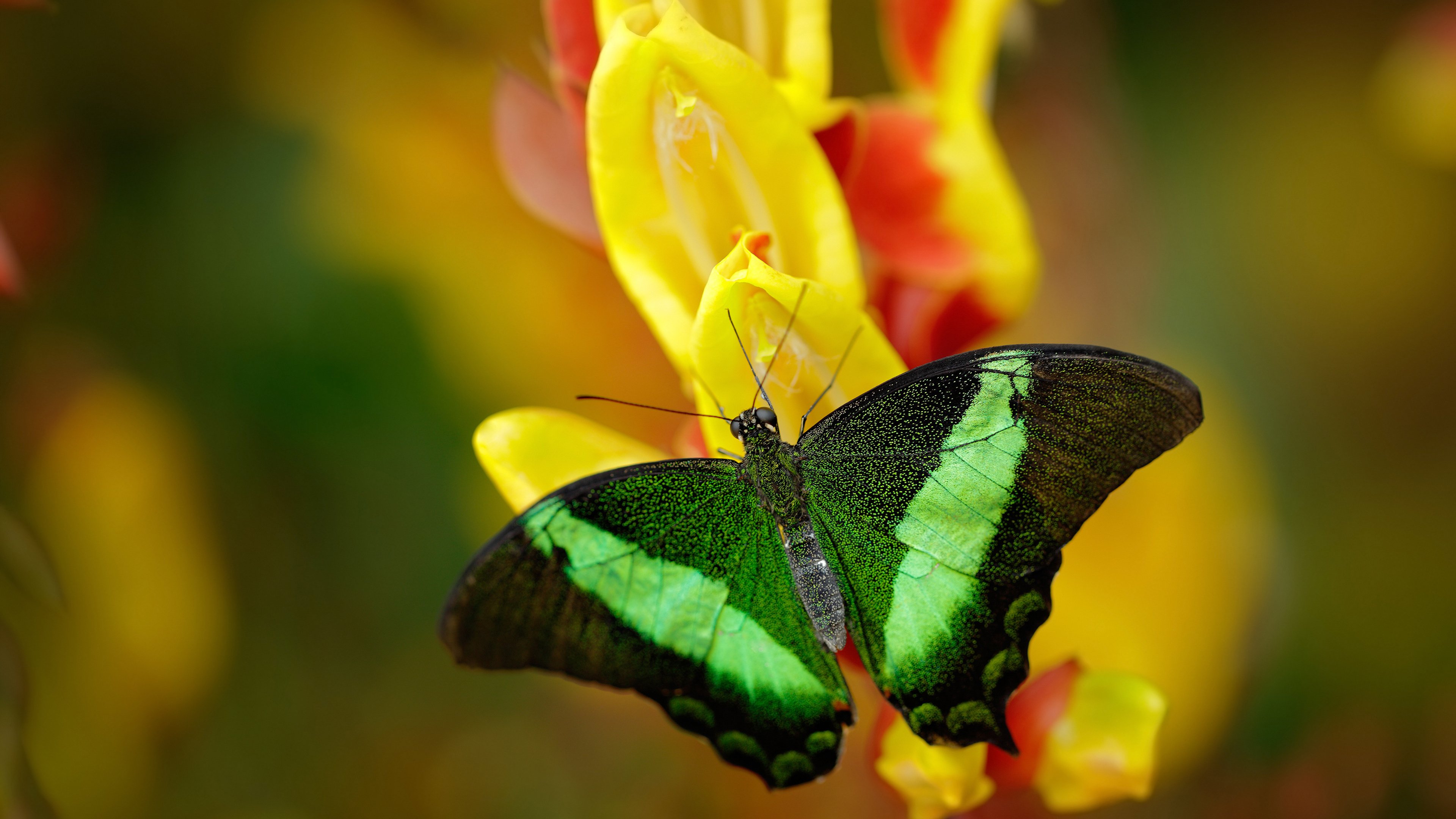 跨越时空的对决,辽宁加时险胜东方雄鹿,布伦森封神之夜铸就无争议传奇