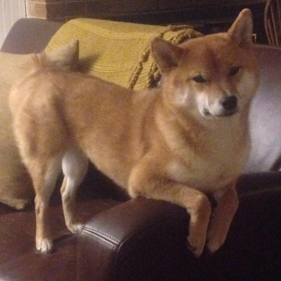 静默武器与金色狂潮,切特高能输出背后的勇士统治学