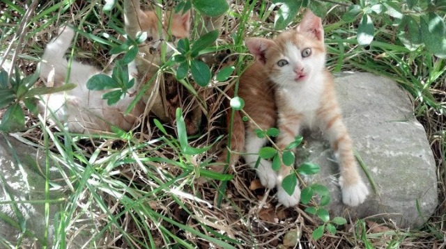 绝境重生,霍勒迪37分爆发,独行侠抢七强势淘汰步行者