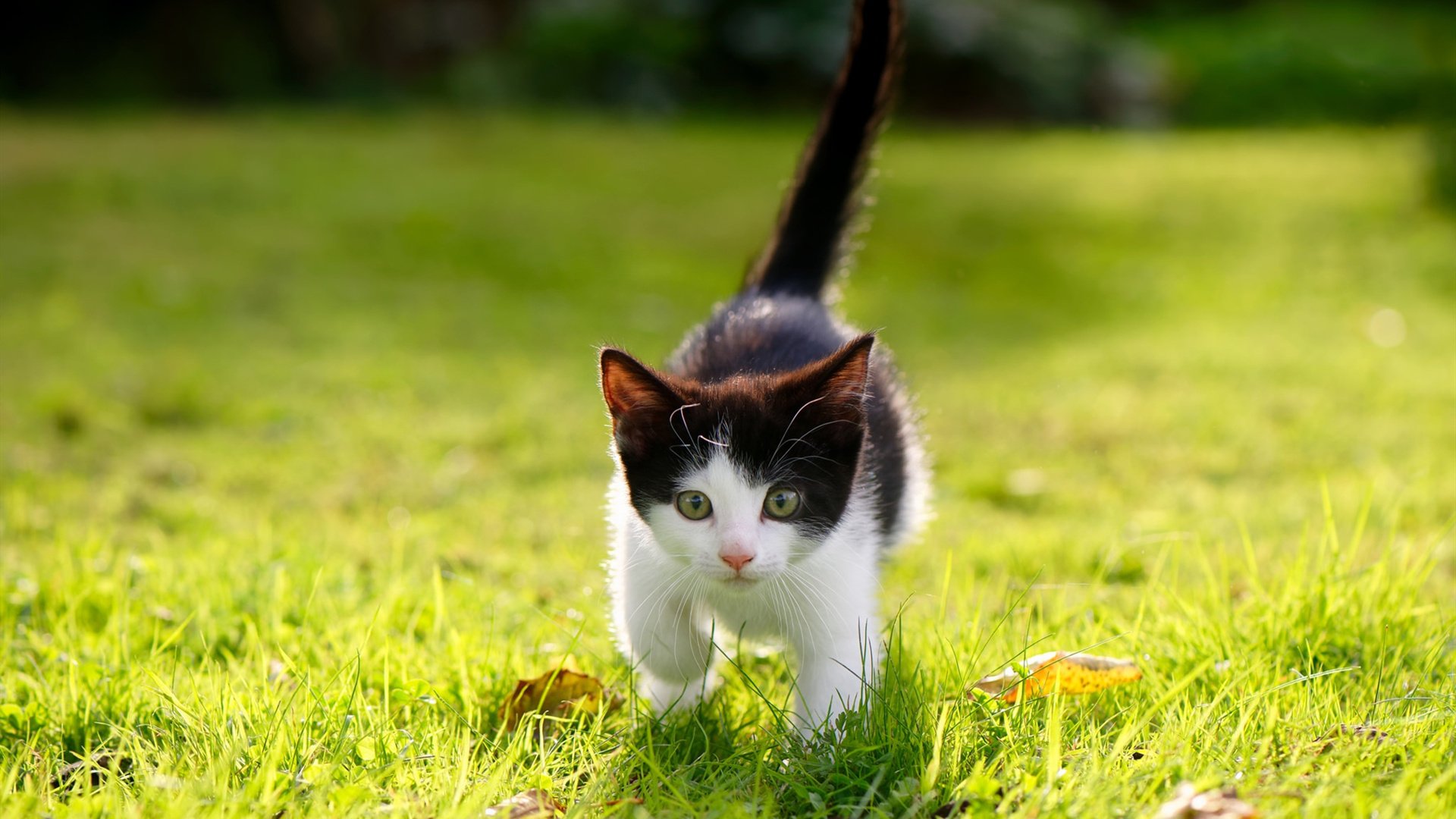 绿茵场与篮球馆的共鸣,从西甲国家德比到辽宁队的战术压制