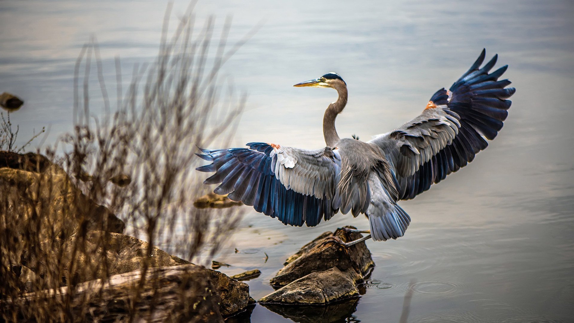 历史性跨越,深圳队决战时刻逆袭,首夺NBA-CBA终极对决桂冠
