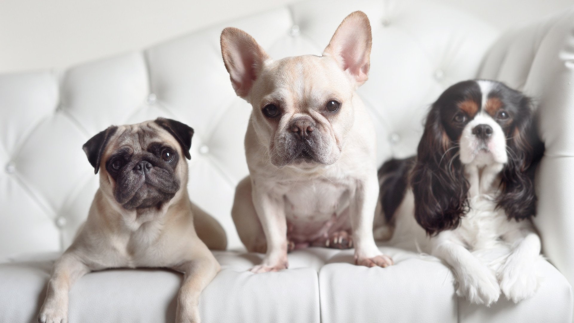 当苏格兰如联合收割机般碾过冰岛，哈兰德，这尊北欧新神正焚烧旧秩序