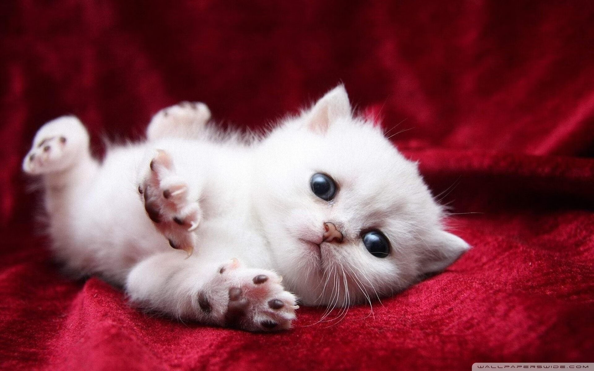 铁骑踏破狼群，战神锋芒毕现