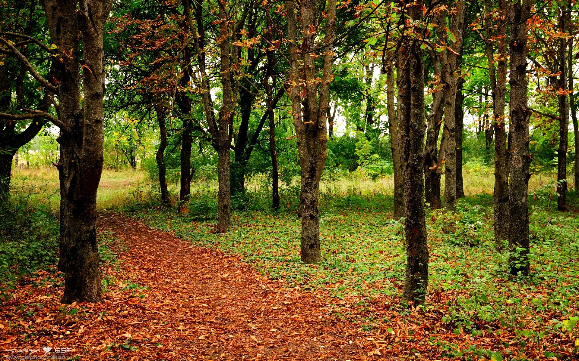 惊蛰之日，魔术师库里完成致命斩落，一记三分，一个时代