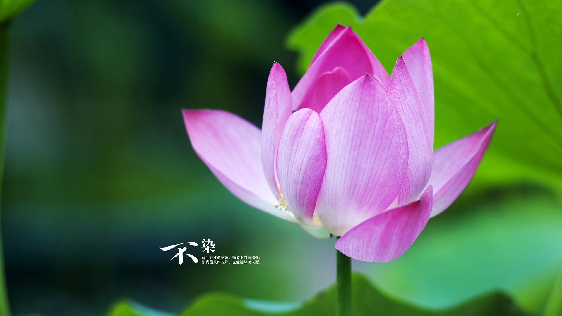 雨夜点燃冠军之火，克瓦拉茨赫利亚单骑破阵，克罗地亚从尼斯带走三分