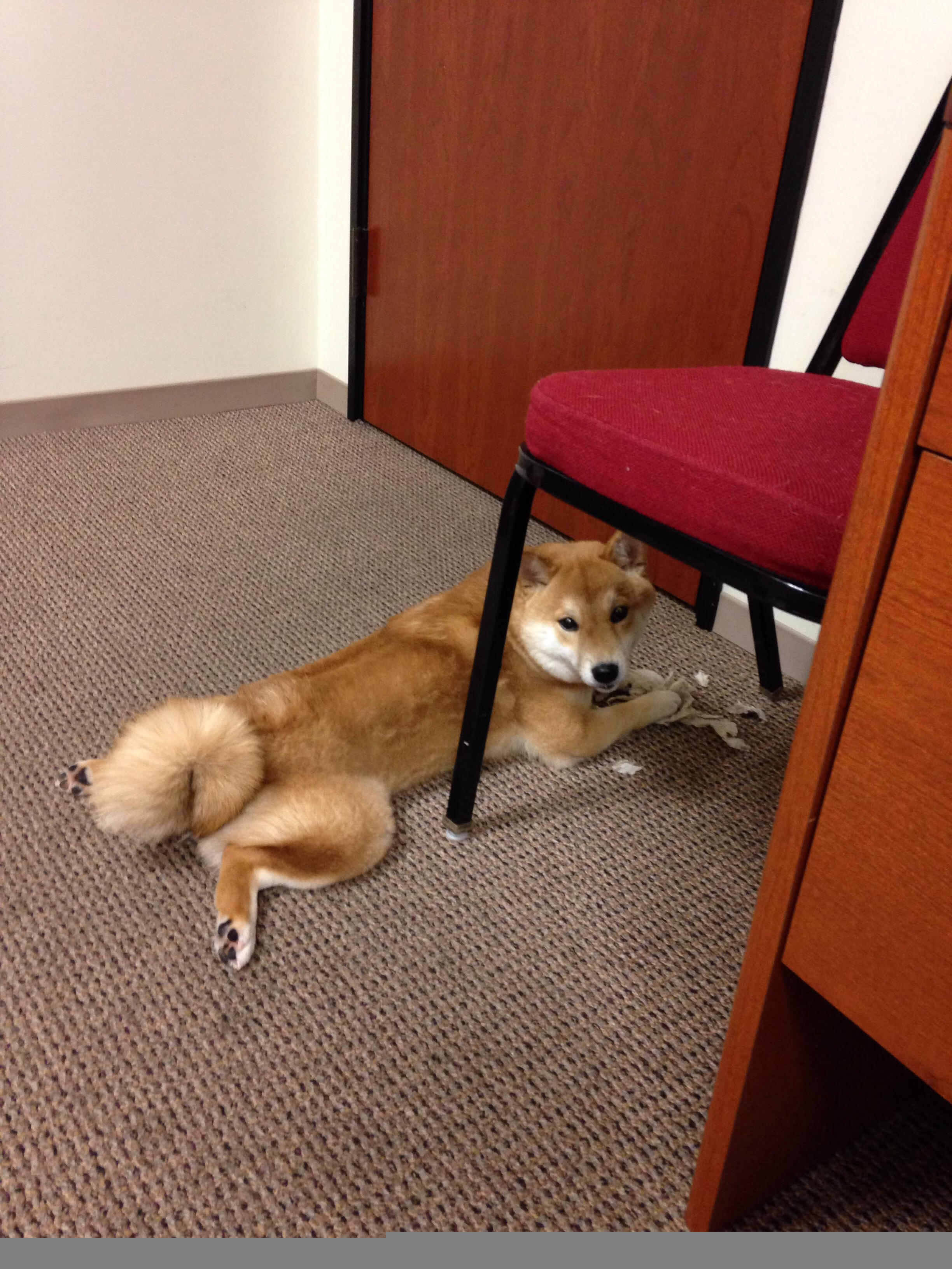 洪都拉斯神秘财团收购AC米兰，拉什福德成为扭转乾坤的关键先生？